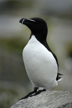 Razorbill