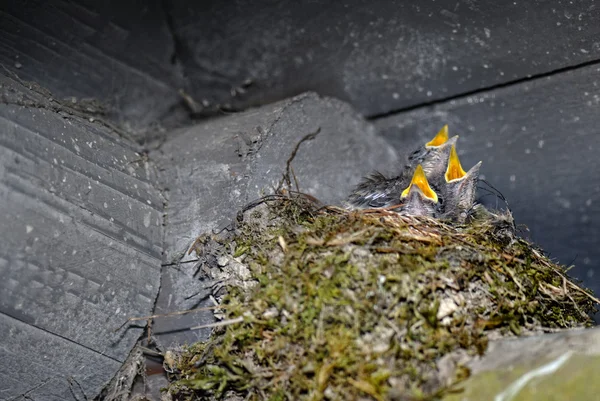 Üç Kuzey alaycı kuş bebek