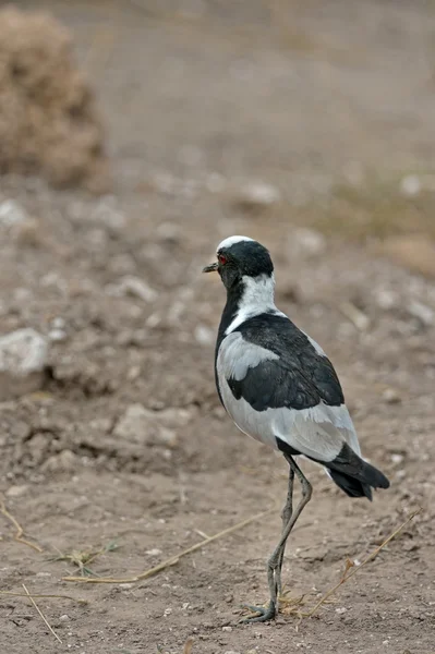 Blacksmith Lapwing — Stock Photo, Image