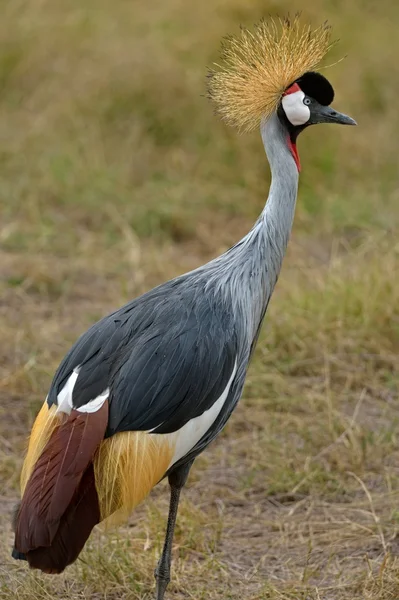 Gray Crowned Cran — Stock Photo, Image