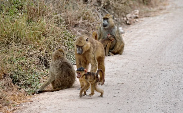 Savanna Babunlar aile — Stok fotoğraf