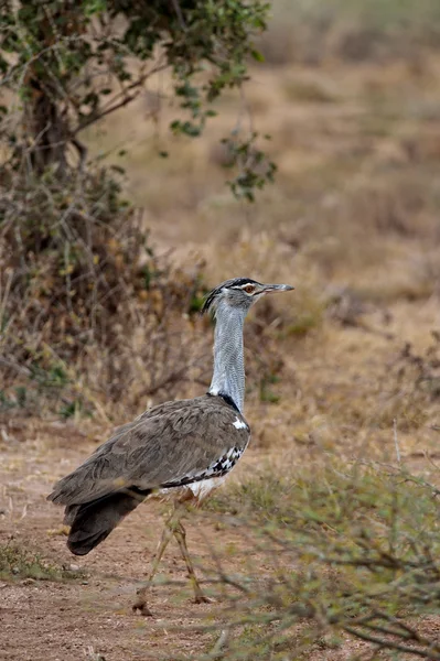 Kori Bustard — Stock Photo, Image