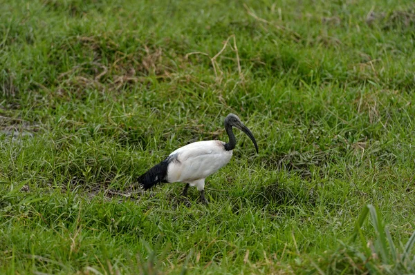 Ibis sagrado — Fotografia de Stock