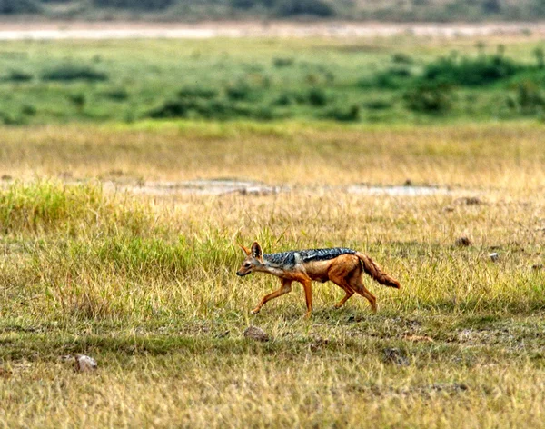 Side-striped Jackal — Stock Photo, Image