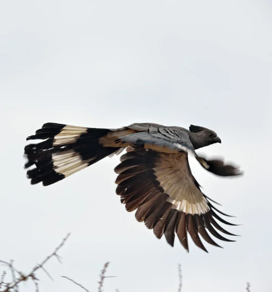 Çıplak yüzlü go away-kuş- — Stok fotoğraf