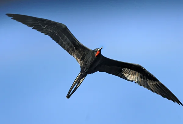 bir erkek muhteşem frigatebird