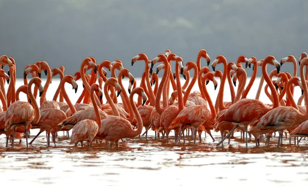 Rebaño de flamencos mayores —  Fotos de Stock