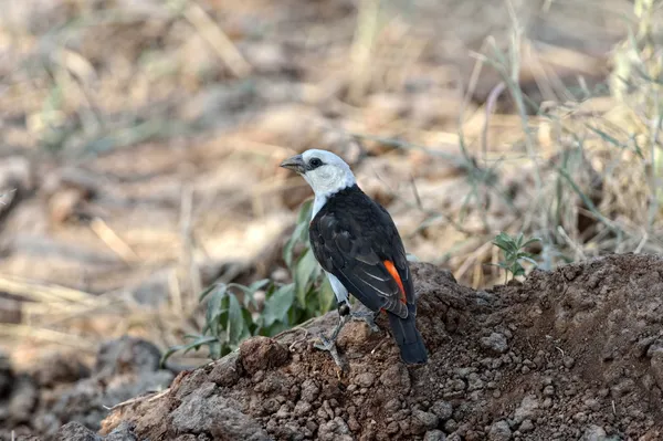 White-headed Buffalo-Weaver — Stock Photo, Image