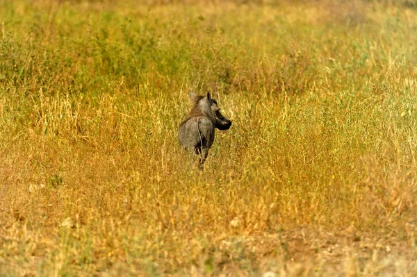 Warthog. — Foto de Stock