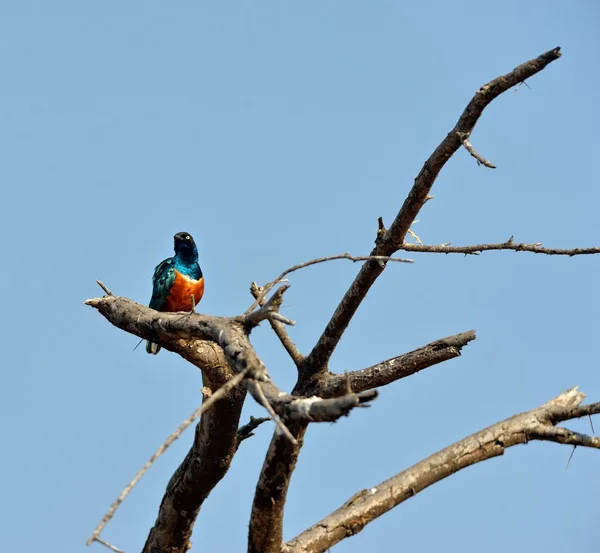 Superb Starling — Stock Photo, Image