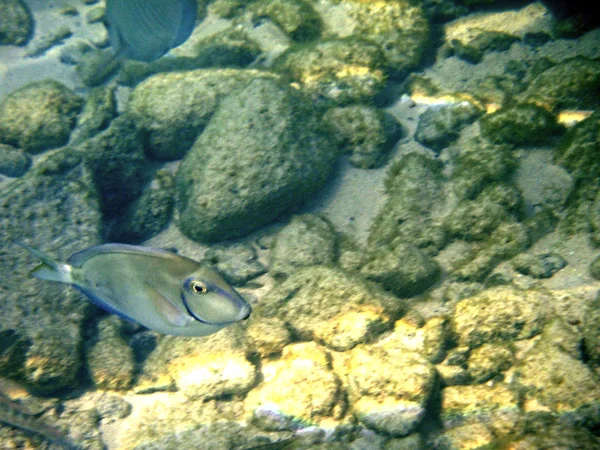 Peces del océano — Foto de Stock