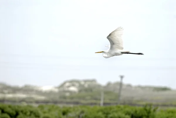 Great Egret — Stock Photo, Image