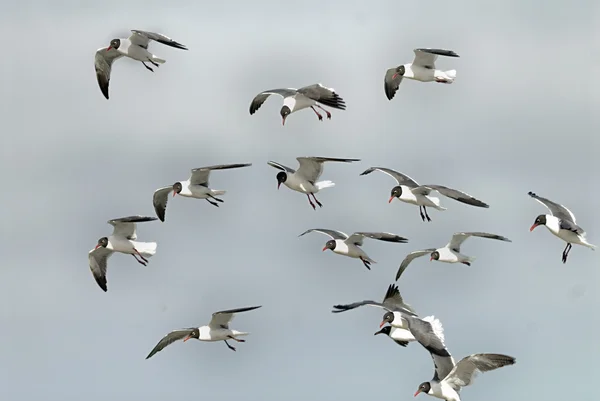 Laughing Gulls — Stock Photo, Image