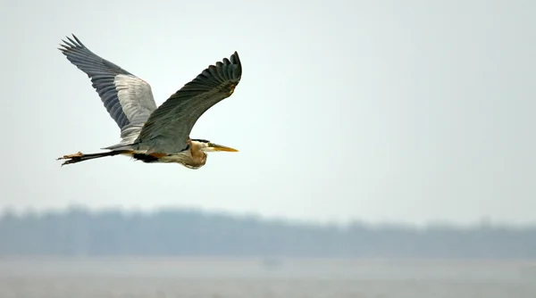 Büyük Mavi Balıkçıl