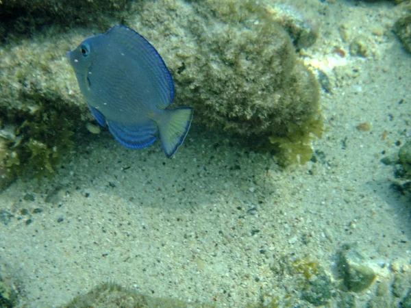 Blauer Tang — Stockfoto