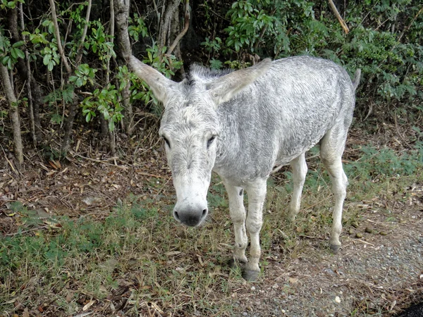 Gray donkey — Stock Photo, Image