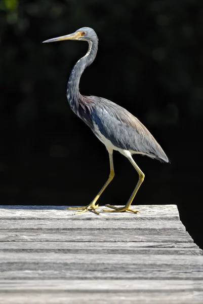 Great Blue Heron — Stock Photo, Image