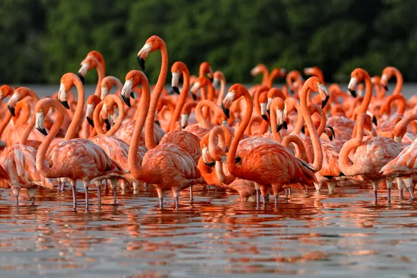 Flock of greater flamingos — Stock Photo, Image