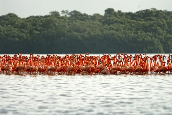 Rebanho de Flamingos Maiores Fotografia De Stock