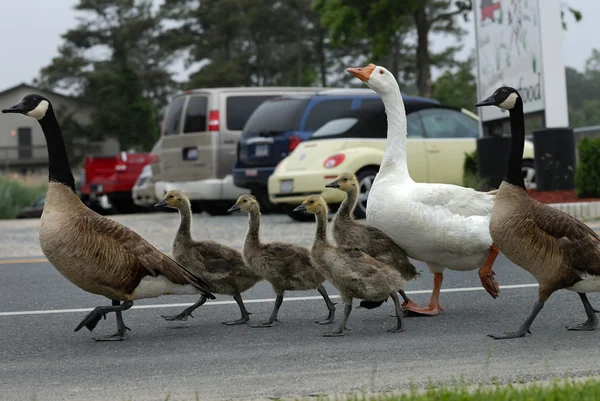 Geese family with old babysitter duck — Stock Photo, Image