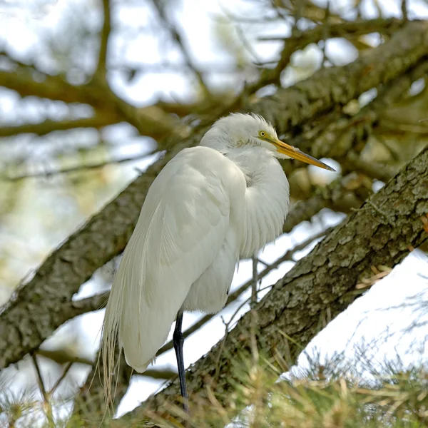 Great Egret — Stock Photo, Image