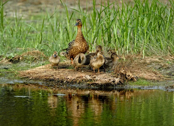 Amerikan kara ördek ailesi