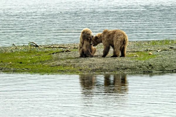 oynayan iki kahverengi ayı yavruları