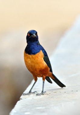 hildebrandt'ın sığırcık