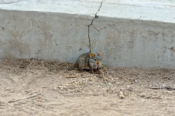 Rato de grama de quatro riscas — Fotografia de Stock