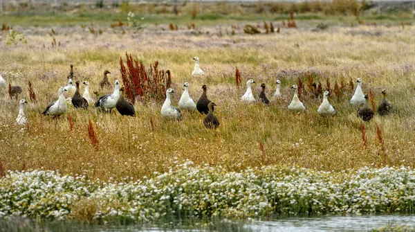 Upland Geese and Falklands — Stock Photo, Image