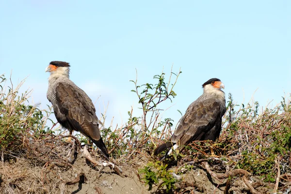 Crested Caracaras in Argentinië — Stockfoto