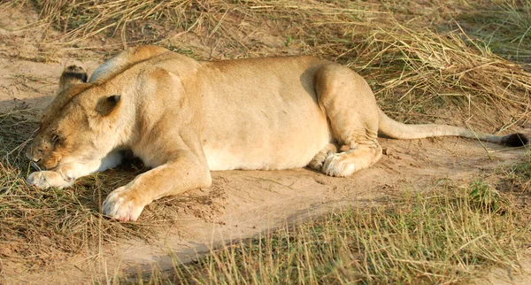 Kvinnliga lejon — Stockfoto