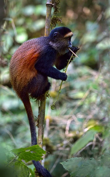 Golden Monkey — Stock Photo, Image