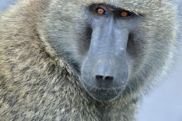 Savanna Baboon Stock Photo zixian 12852198 Biology Diagrams