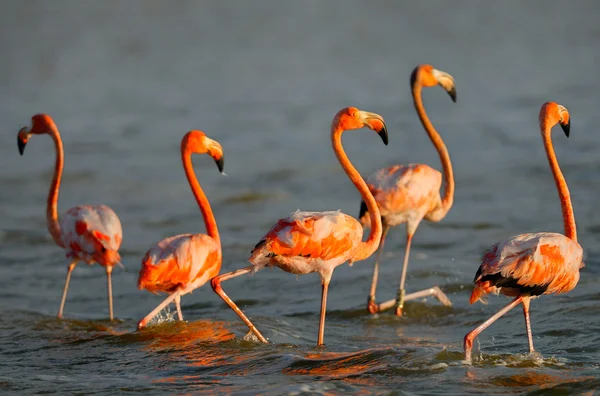 Nagyobb flamingó — Stock Fotó
