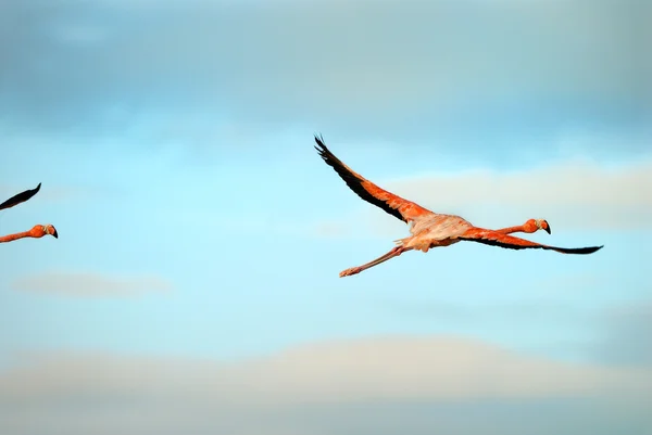 Flamingos maiores — Fotografia de Stock