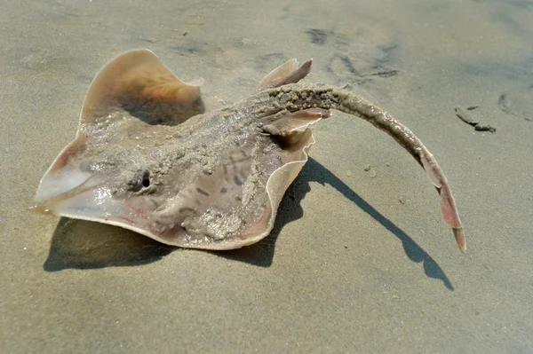 Lite Skate i stranden — Stockfoto