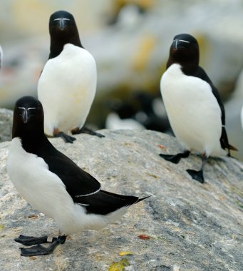 Razorbills