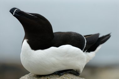 Razorbill