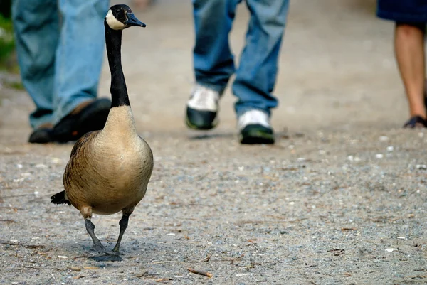 Canada goose with people — Stock Photo, Image