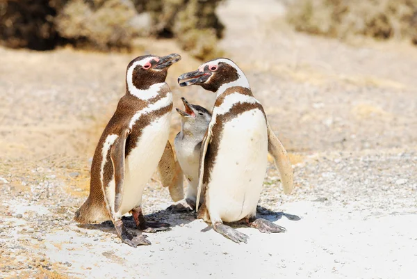 Magellanska pingvin familj — Stockfoto