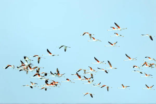 Rebanho de flamingos — Fotografia de Stock