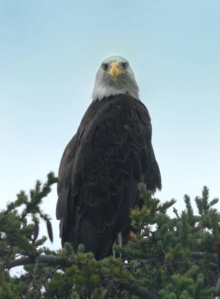 Kel Kartal — Stok fotoğraf