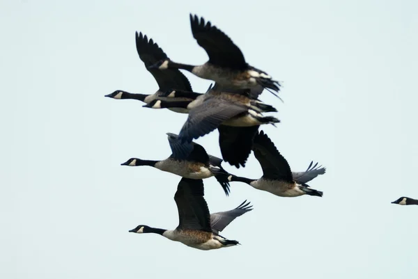 Flock of  Canada Geese — Stock Photo, Image