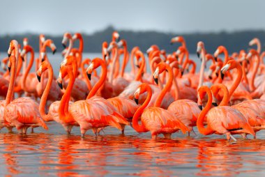 büyük Flamingo