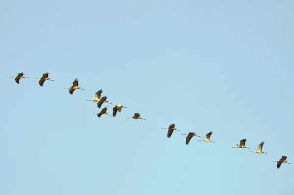 Common cranes — Stock Photo, Image
