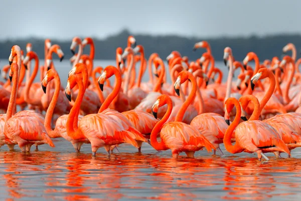 Grotere Flamingo 's — Stockfoto