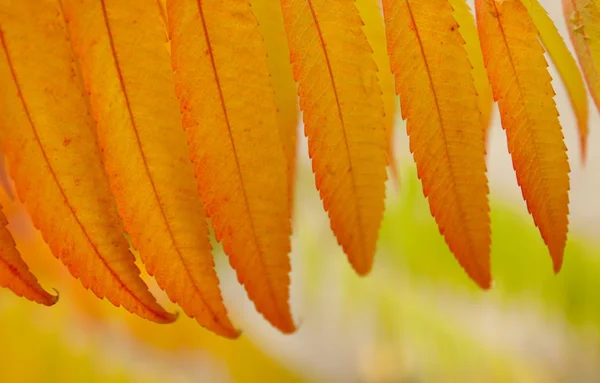 Autumn leaves — Stock Photo, Image