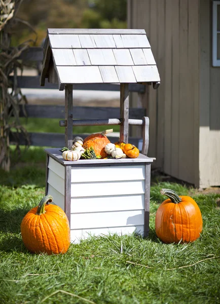 Calabazas — Foto de Stock