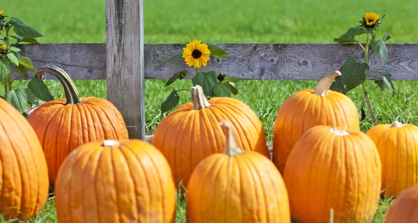 Calabazas — Foto de Stock